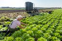 Onderzoekers hebben aangetoond dat het mogelijk is om varkenseiwit te produceren in sla-blad. Foto: Koos Groenewold