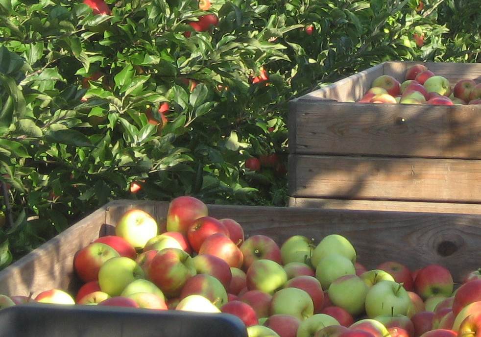 Foto: fruitbedrijfmasteling.nl