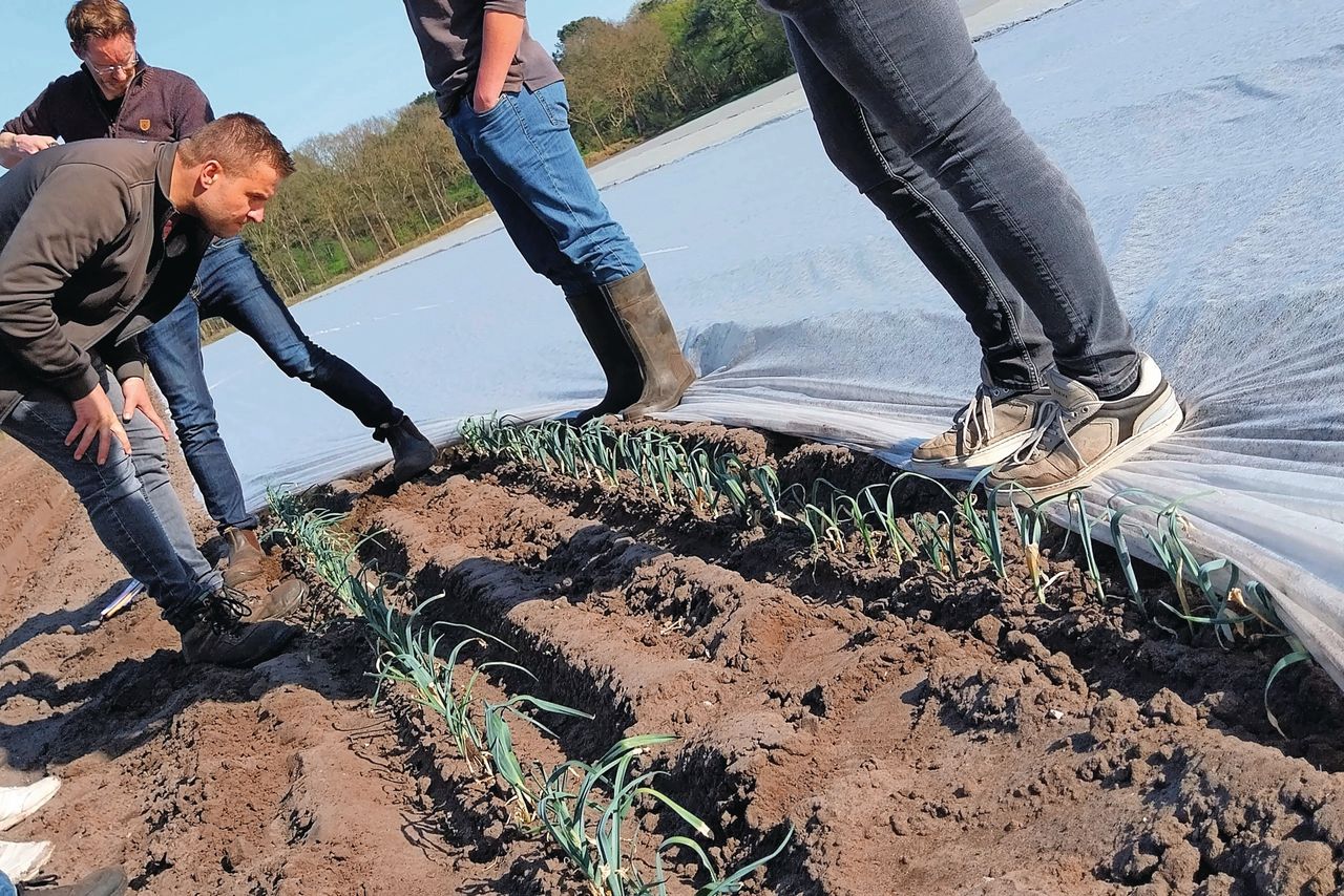De voedingswaarde van groente zou teruglopen. Maar gezond bodemleven blijkt beslissend voor gezonde groente en de gezondheid van wie die groente eet. Foto: Ton van der Scheer