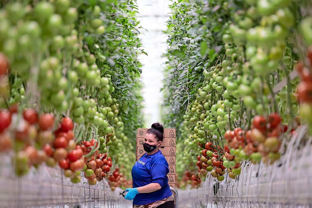 Glastuinbouwbedrijf AppHarvest in  Kentucky. - Foto: Chris Radcliffe