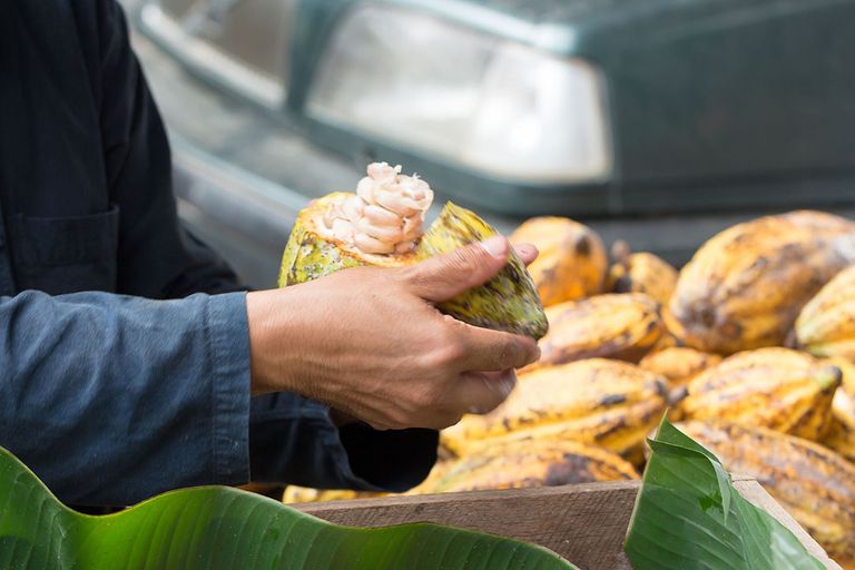 De prijs die cacaoboeren krijgen in Ivoorkust, waar wereldwijd de meeste cacao wordt geproduceerd, daalt volgens Tony's Chocolonely met 18,5% ten opzichte van vorig jaar. - Foto: Canva