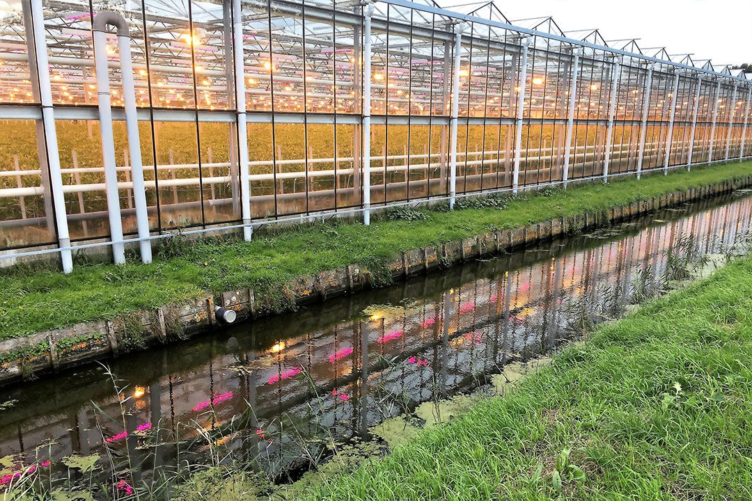Belichte teelt in Oude Wetering. - Foto: Ton van der Scheer