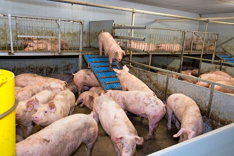 Vleesvarkens in een Beter Leven stal. Nederlandse varkenshouders hebben veel geïnvesteerd in productie volgens de Beter leven-eisen.