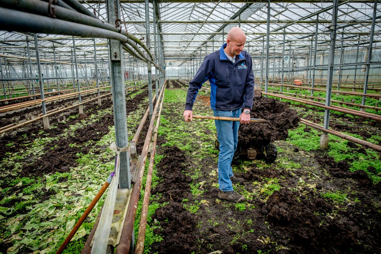 Zodra een hoekje vrijkomt, verspreidt Rob van Paassen de paardenmest over de kasgrond, want hij wil de komkommers op 1 april poten. Volgens de nieuwe GlobalGap moet dierlijke mest 60 dagen voor de eerste oogst zijn ondergewerkt. - Foto: Fred Libochant