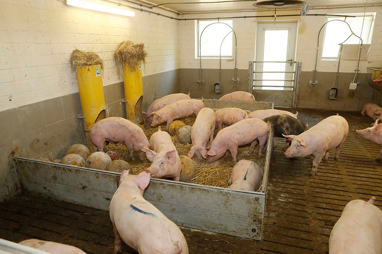 Varkens in een hok met diverse speelmogelijkheden. Wageningse onderzoekers bekeken de langetermijneffecten op varkens van een gangbaar ‘kaal’ hok vergeleken met een verrijkt hok. - Foto: Henk Riswick