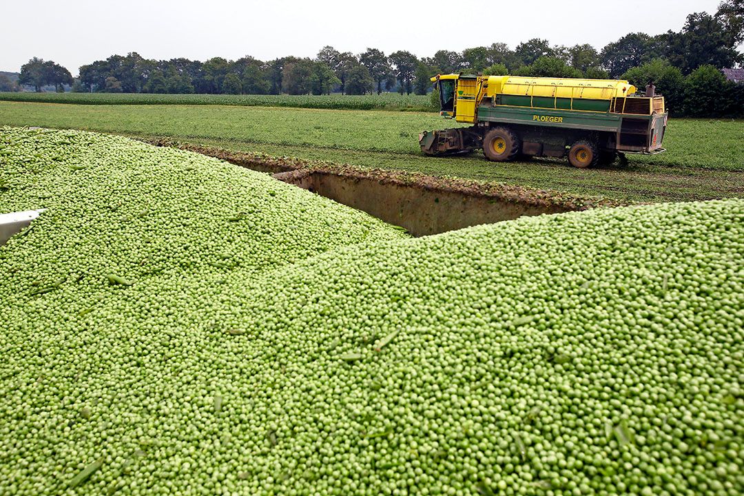 Oogst van erwten. - Foto: Hans Prinsen