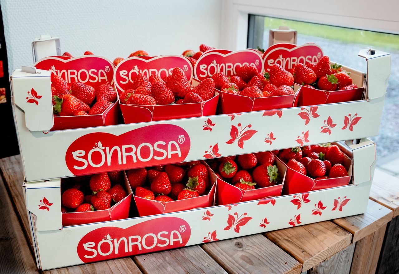 Sonrosa-aardbeien en verpakking. Foto: FruitMasters