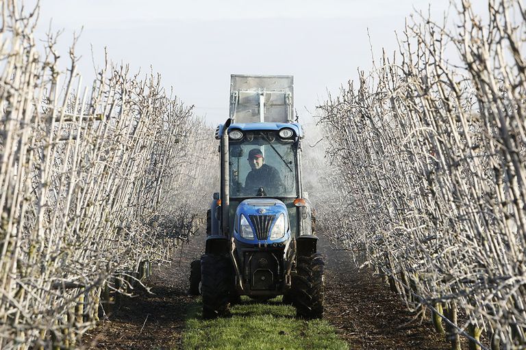 Preventief tegen de perenbladvlo spuiten fruittelers witte klei op hun fruitbomen. - Foto: Vidiphoto