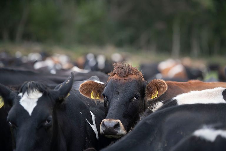 Ierland zal volgens het landbouwministerie zijn status als BSE-vrij land niet verliezen. Foto: Mark Pasveer