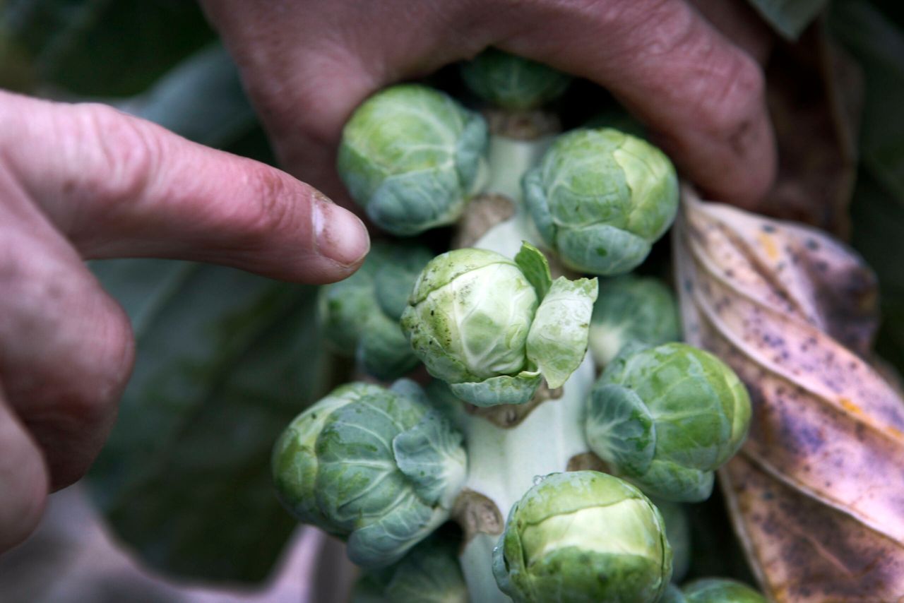 Door trips aangetaste spruiten. Constateert een teler een plaag in zijn gewas dat hij niet met groene middelen kan bestrijden, dan kan hij een beroep op de calamiteitenregeling van PlanetProof, om toch de plaag te kunnen bestrijden. - Foto: Joep van der Pal