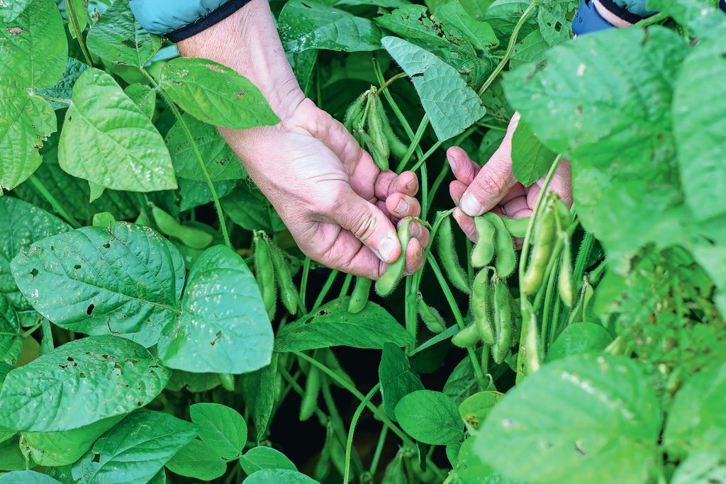 Edamameboontje aan de plant