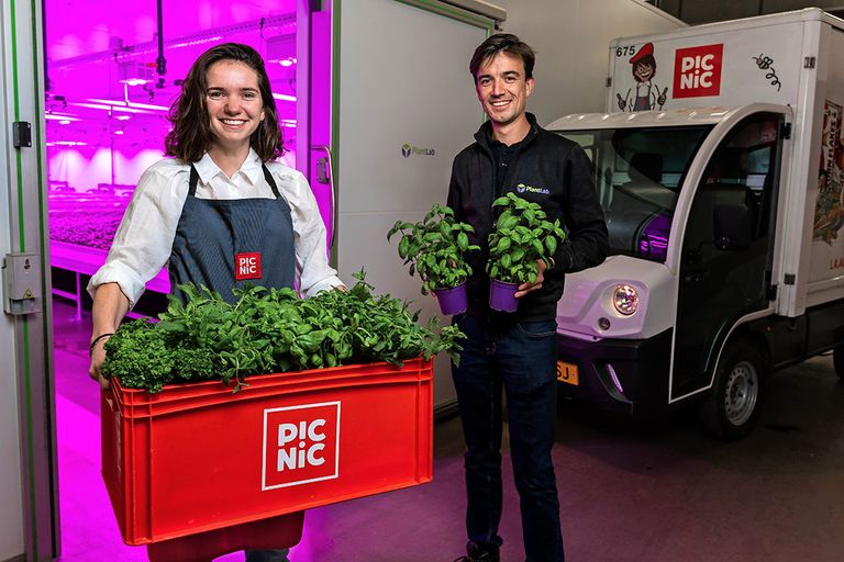 Online supermarkt Picnic start een pilot met de verse groenten en kruiden van indoor farm PlantLab. Foto: Picnic