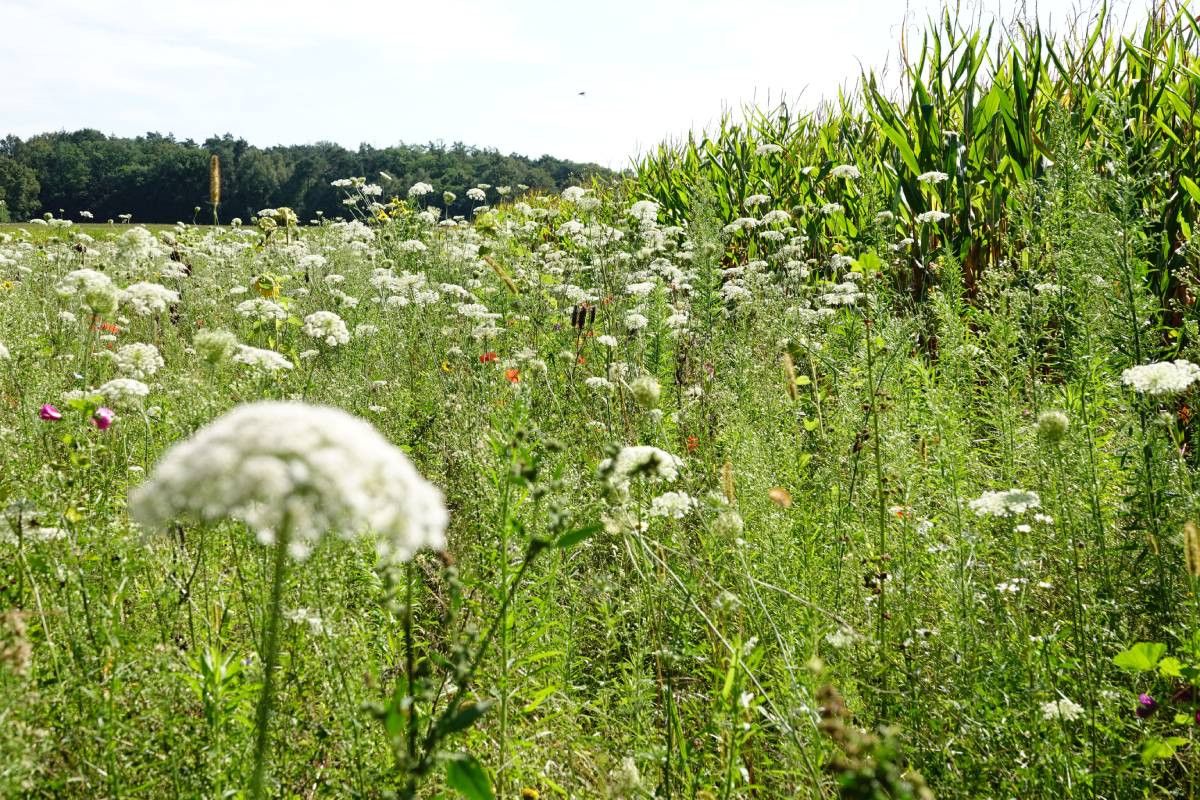 In het onderzoek trof Meten=Weten in 11 onderzochte bloemstroken in totaal 41 verschillende middelen aan. Foto: Lex Aalders