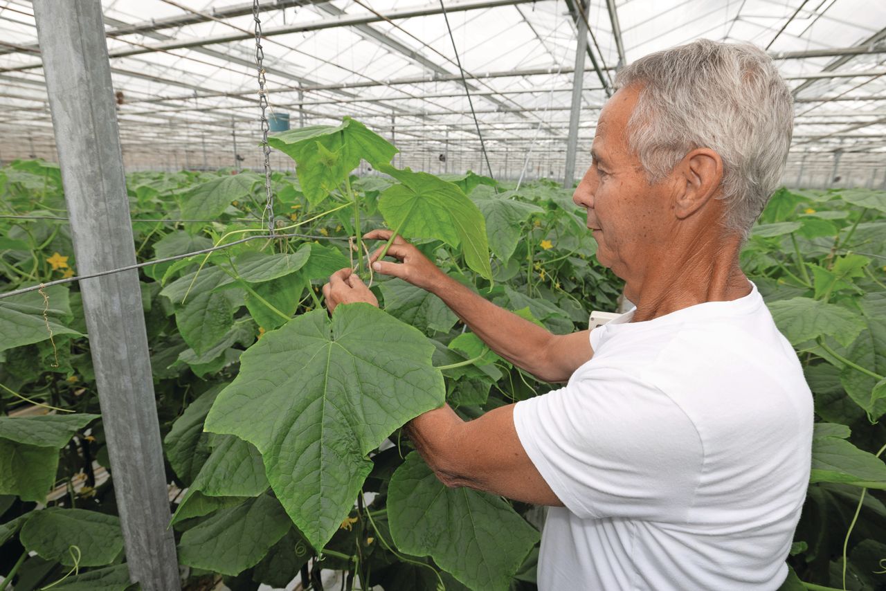 Vanaf het begin van de teelt neigen de planten op organisch substraat naar een iets meer vegetatieve groei. Foto: Peter Roek