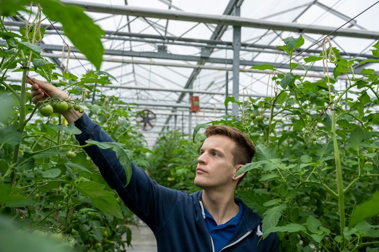 Met het troshaken zetten worden de laatste gewaswerkzaamheden in de herfsttomatenteelt afgerond. Foto: Bram Becks Fotografie