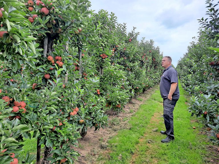Sander Verstegen bekijkt vlak voor de pluk 'een mooie oogst appels'. - Foto: Wouter van Teeffelen