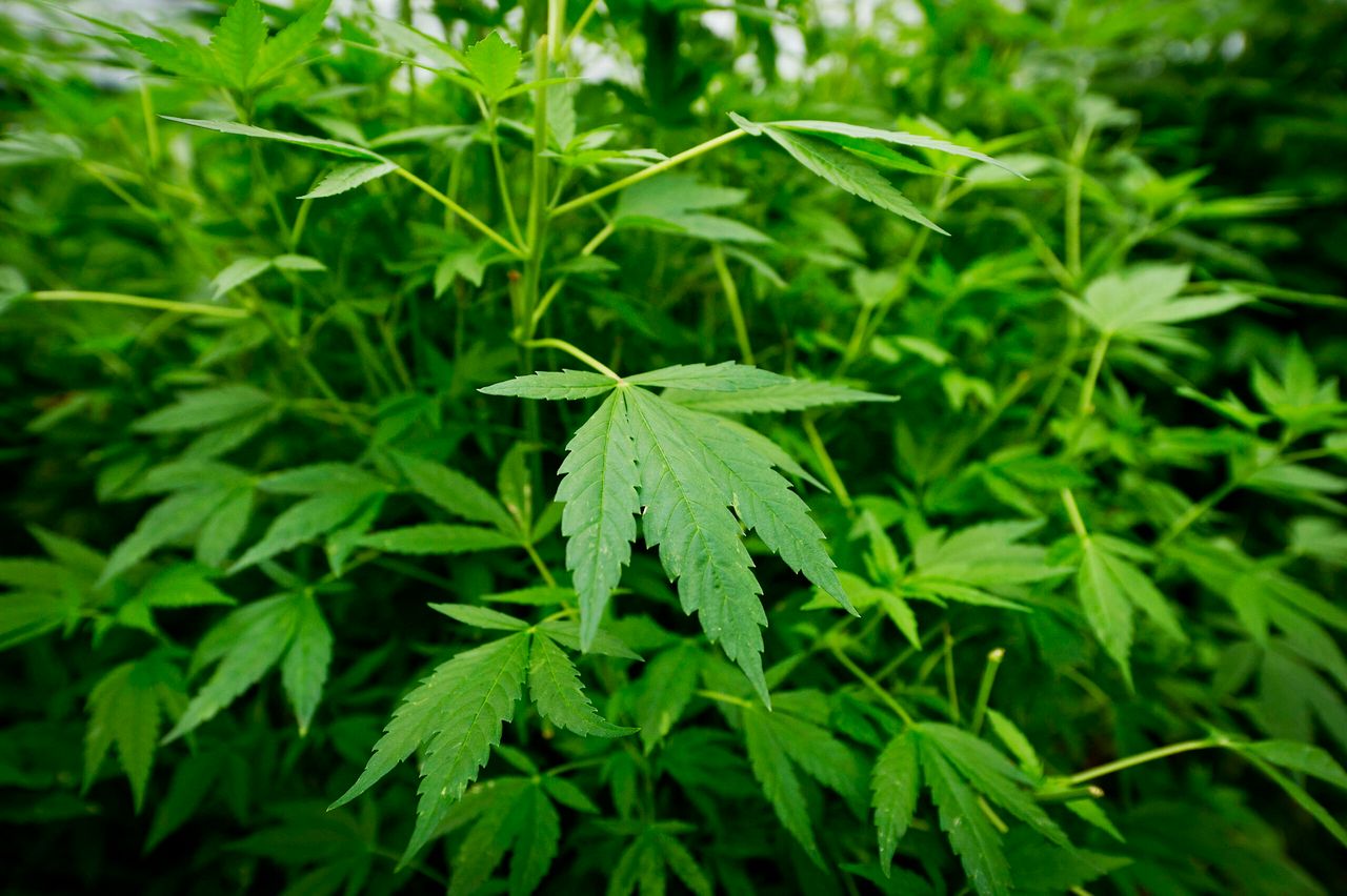 Als de nederwietketen gelegaliseerd wordt, kan cannabis  in de top 4 van glasproducten komen. -Foto: ANP