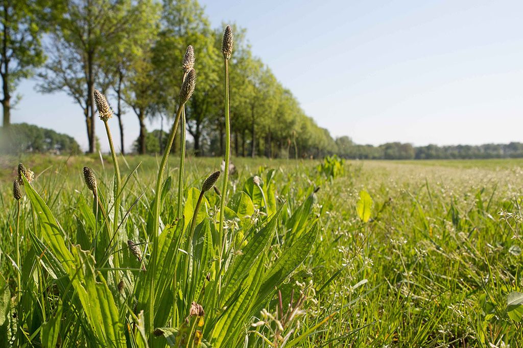 Een verbeterde bodem houdt meer CO2 vast. Dáárin zit de winst. Verbetering van biodiversiteit is bijvangst. - Foto: Peter Roek