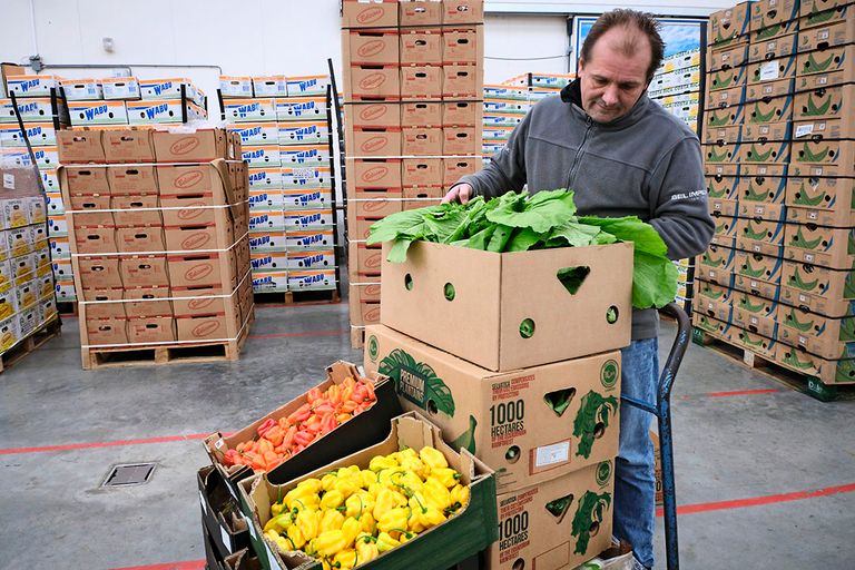 20% van de exotische groenten van handelsbedrijf Bel Impex wordt in Nederland geteeld. - Foto: Roel Dijkstra Fotografie