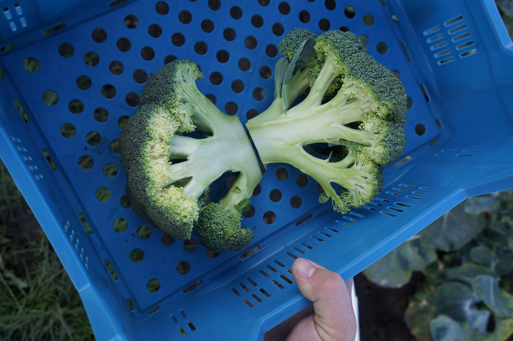 Gespecialiseerd in broccoli, daarom geen toeslagrechten