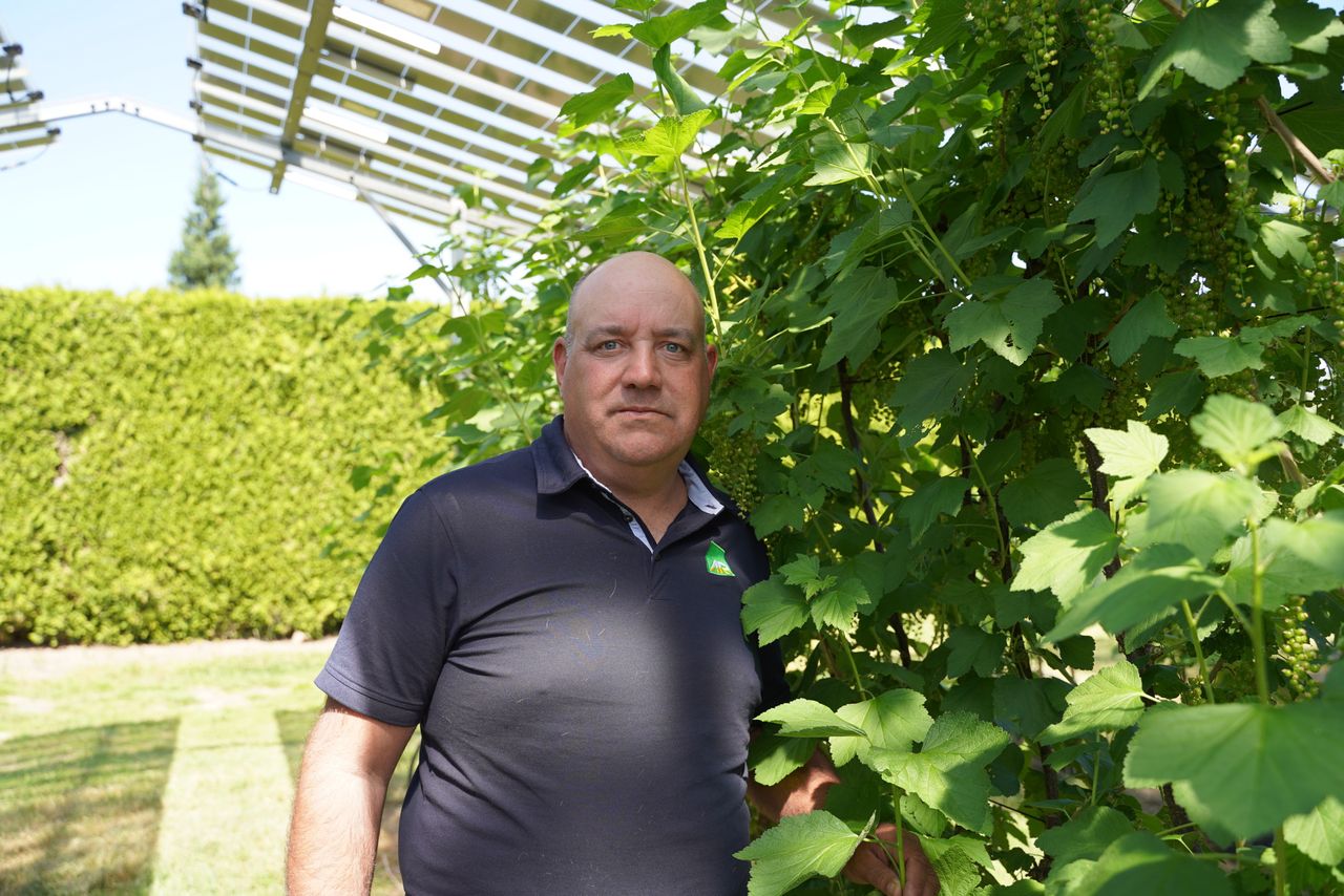 Rini Kusters is adviseur groot- en kleinfruit bij AR Plant in Waardenburg. Daarnaast heeft hij op zijn thuislocatie in Wadenoijen een fruitbedrijf met rode bes (2 ha), pruim (0,5 ha) en peer (2 ha). – Foto’s: Bayer Cropscience