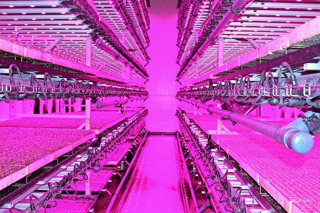 Innovaties die de belofte van vertical farming dichterbij moet brengen zijn kostbaar en onzker. - Foto: Harry Stijger