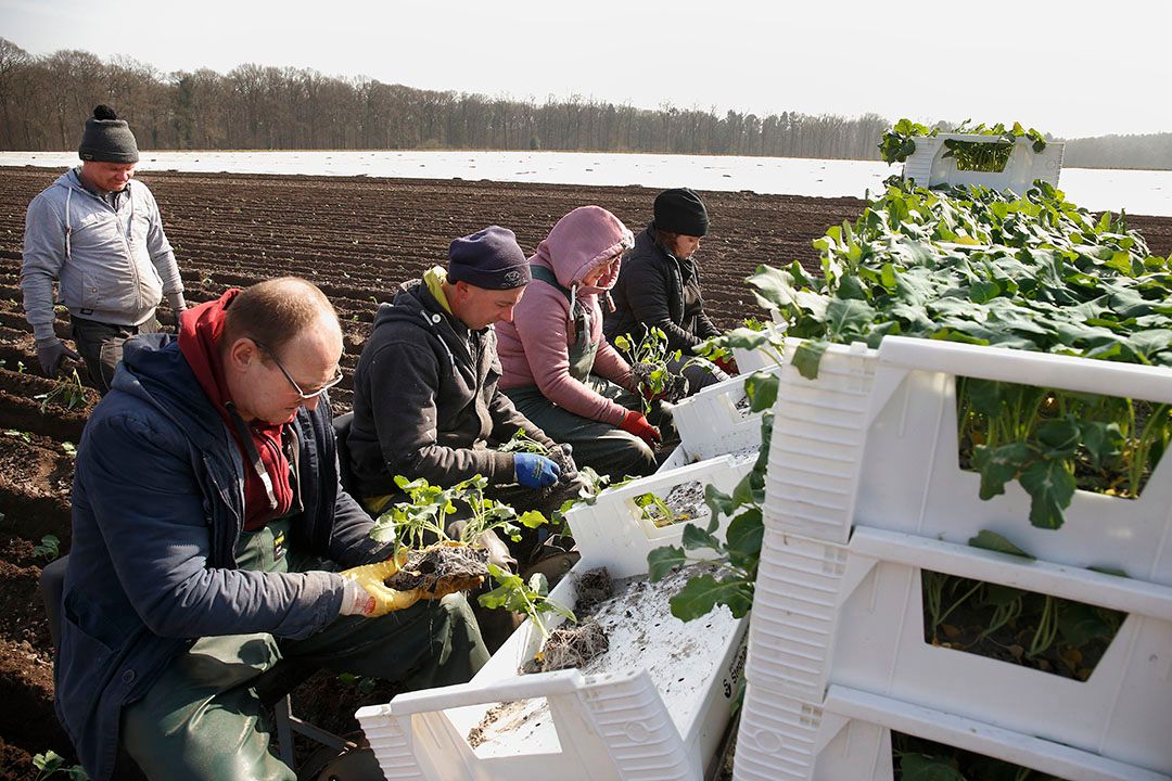 Biologisch akkerbouwbedrijf in het Duitse Borken. - Foto: Hans Prinsen