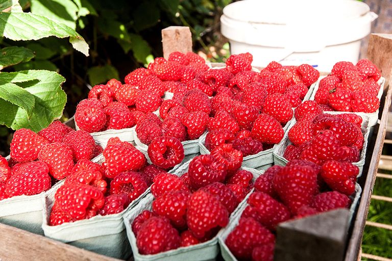 Vooral zachtfruittelers zijn op veilklok FruitMasters aangewezen. Foto: Ronald Hissink.