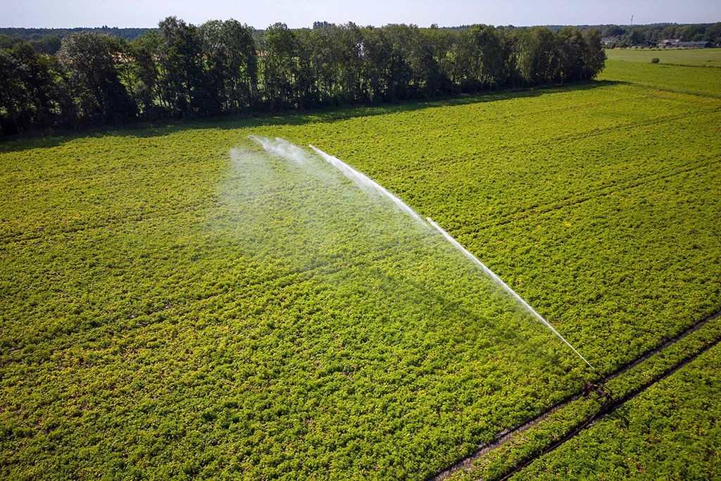 Op gebied van watergebruik hebben plantaardige producten een hogere bijdrage dan dierlijke. Over het algemeen is de milieubelasting van plantaardig wel laag. ​​​​​​​- Foto: Bert Jansen