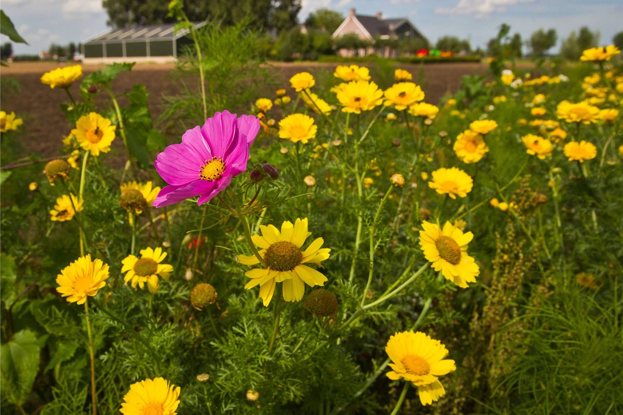 Een bufferstrook met kruiden is een eco-activiteit binnen het GLB. - Foto: Peter Roek