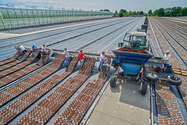 Voor arbeidsintensieve bedrijven in Nederland die scherp op prijs moeten concurreren kan het inhuren van zogeheten derdelanders interessant zijn. - Foto: Van Assendelft Fotografie