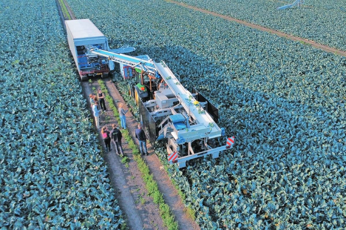 Transportbanden zijn dit voorjaar verder ontwikkeld om de broccoli vanaf de oogstrobot naar de laadwagen met valbreeksysteem te vervoeren. Foto: Marga van der Meer