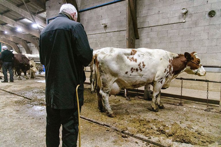 Een handelaar op de veemarkt in Bunnik bekijkt één van de koeien op de markt. - Foto: Herbert Wiggerman