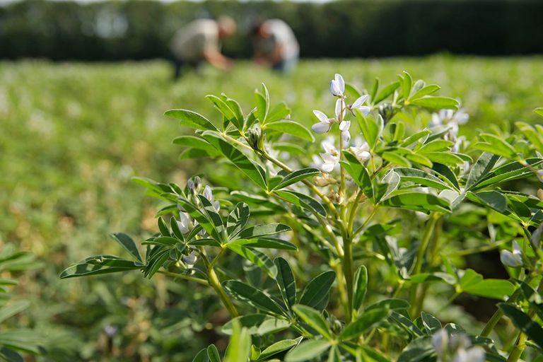 Lupineteelt. Opschaling van de teelt van vlinderbloemige gewassen is weerbarstig gebleken. - Foto: Michel Zoeter