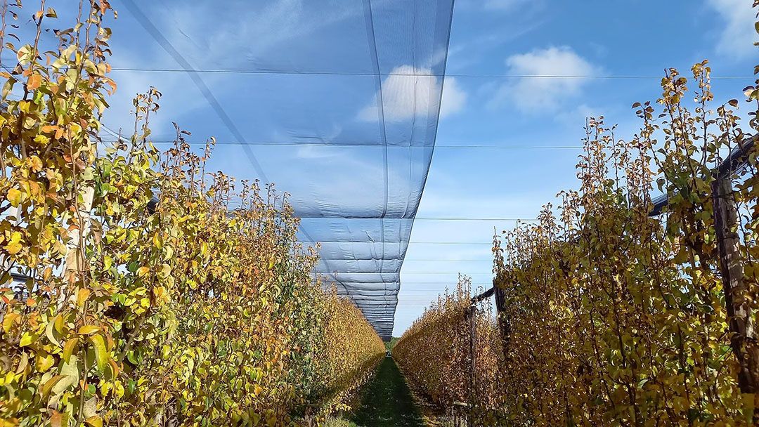 Investeren in hagelnetten kan weer met belastingvoordeel. - Foto: Fruit Security