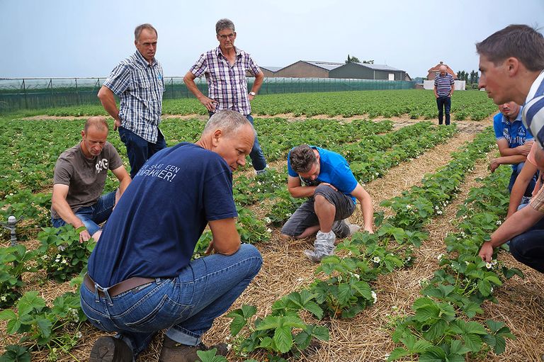 Vermeeren begon rond 25 mei ook met het oogsten van de aardbeien op het eerste buitenveld, die onder vliesdoek hebben gestaan. - Archieffoto: Joost Stallen