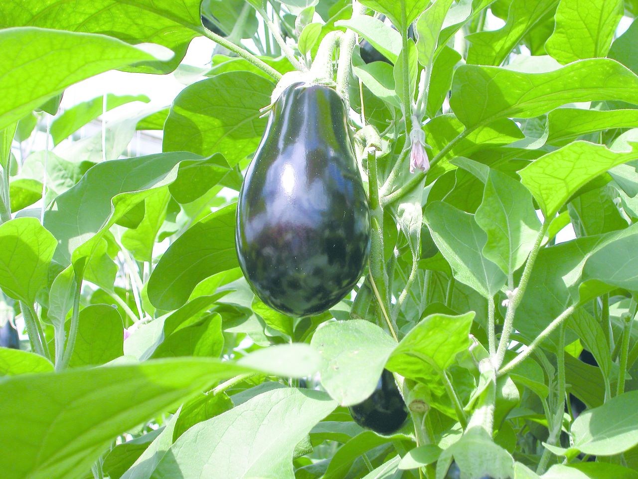 Markt: ¬ 	 2,72 geboden voor aubergine