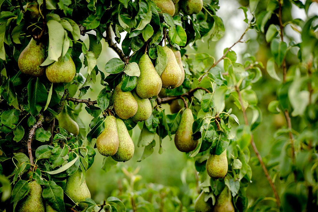 Peren van het ras conference. Foto: ANP