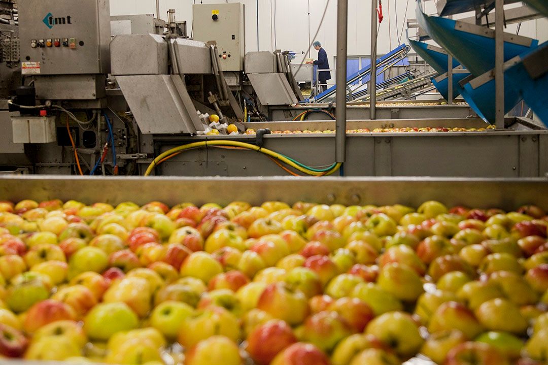 industriefruit voor sap volgt uit sorteerproces hardfruit. Foto: Jan Willem Schouten