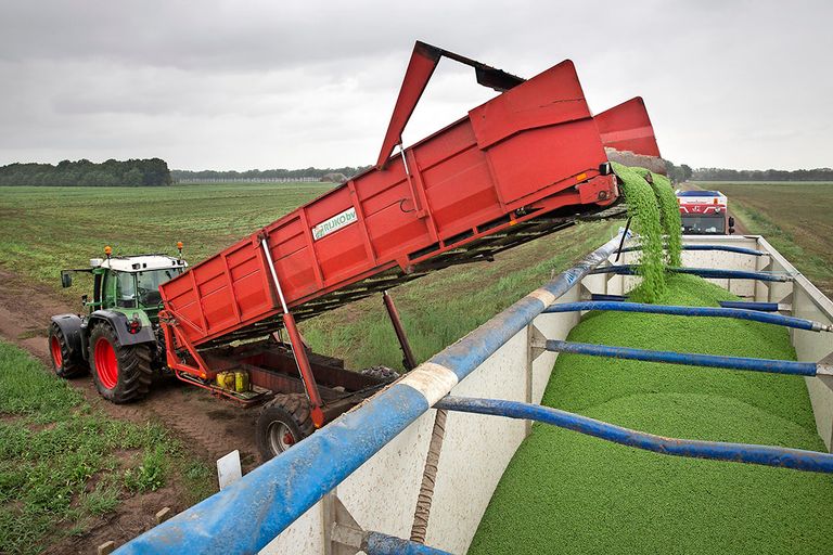 Erwtenteelt. Voor deze teelt geldt een vrijstelling voor zaadbehandeling met Apron XL. - Foto: HAK