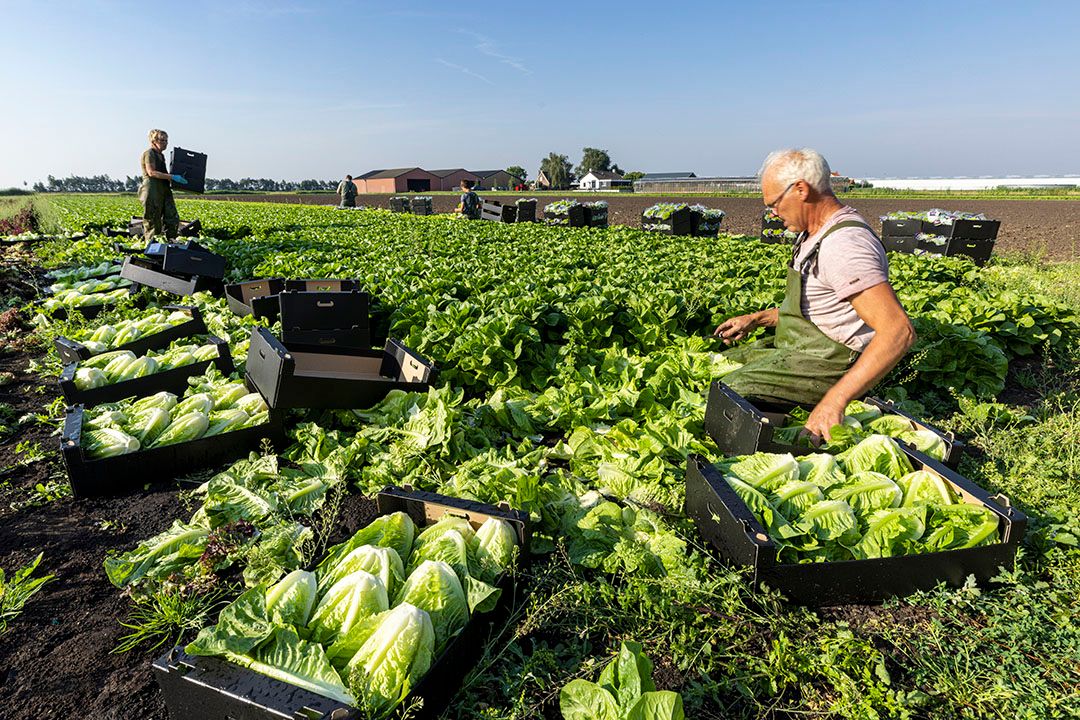 De oogst van bindsla. - Foto: Koos Groenwold