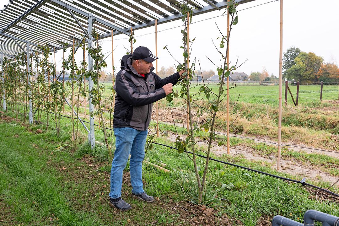 Rini Kusters bij zijn pruimen onder zonnedak, volgend jaar komen er ook peren onder zonnepanelen. - Foto: Herbert Wiggerman