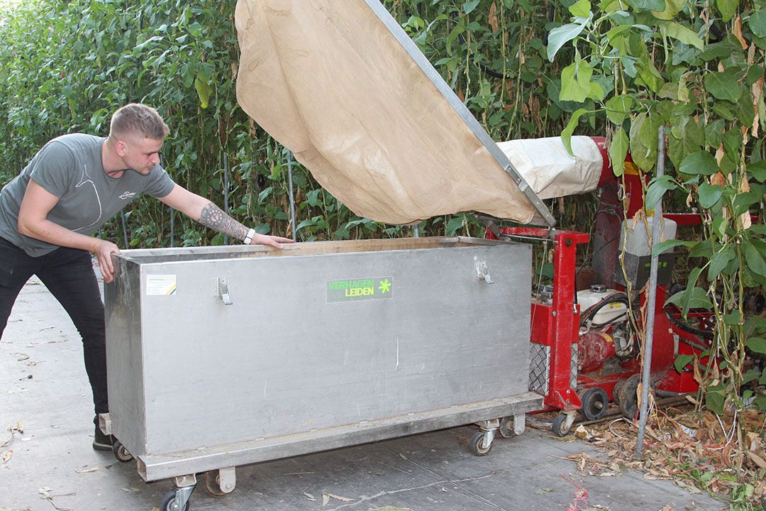 Als voorbereiding op de teeltwisseling wordt het meeste blad al opgezogen. - Foto: Harry Stijger