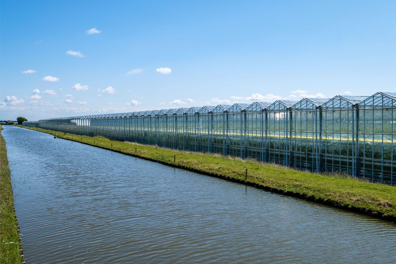 De meeste jonge agrarische bedrijfshoofden en bedrijfsleiders zijn te vinden in het Westland en de Zuid-Hollandse Droogmakerijen, 15% is jonger dan 40 jaar. Foto: Canva