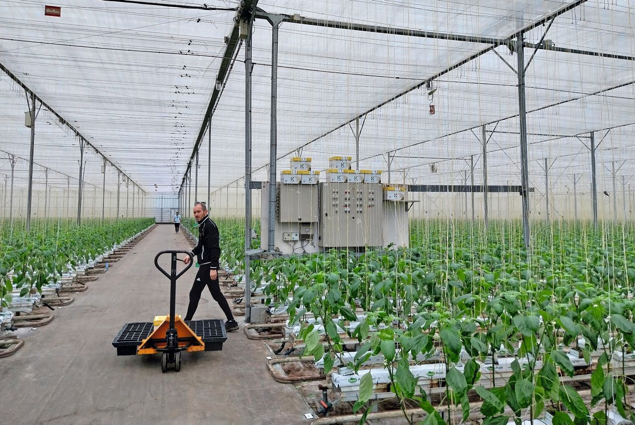 Pepers in de kas bij Frestia in Kwintsheul, een van de zeven deelnemers aan het project 100% Groen Geteeld van de Federatie Vruchtgroente Organisaties. Foto: Ton van der Scheer