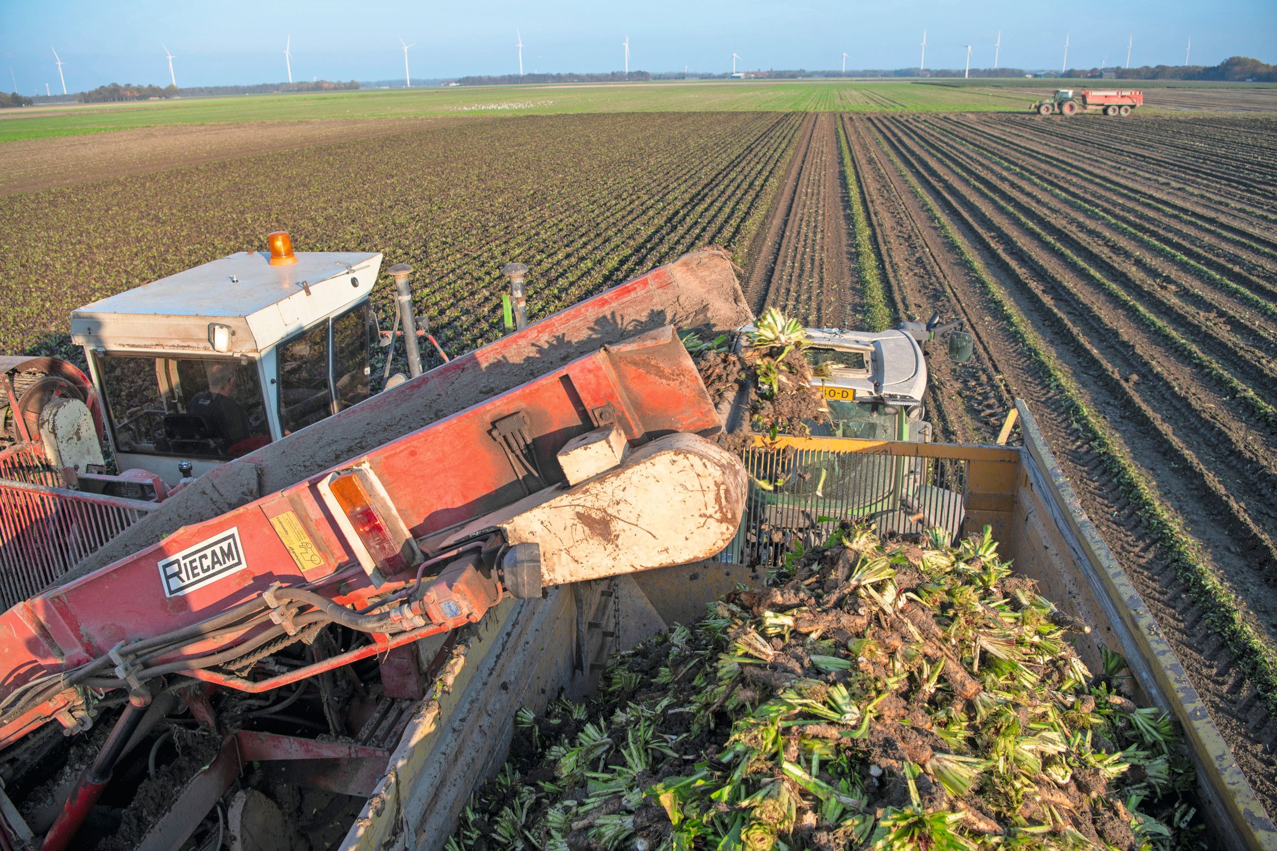 Het 'vroeg oogsten van een rooigewas, voor 31 oktober', telt volgend jaar niet meer mee als activiteit in de eco-regeling. Foto: Mark Pasveer