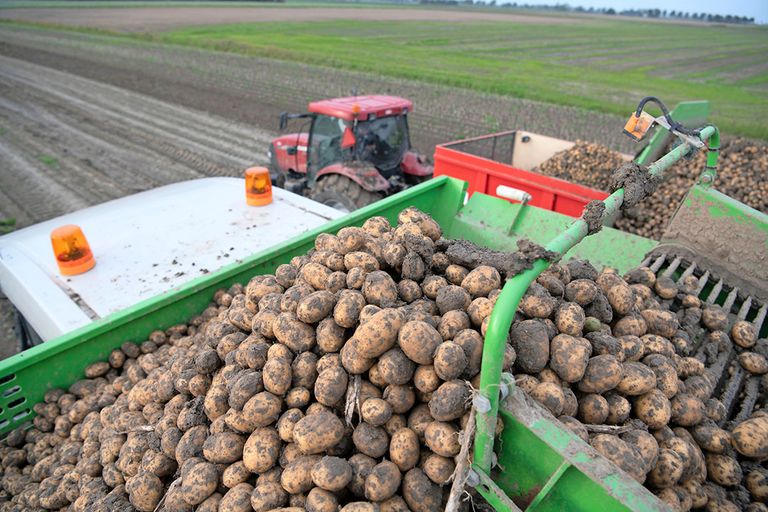 Rooien van pootaardappelen in Nederland. Volgens Jeroen Candel moet Nederland afstappen van het idee om de wereld te moeten voeden, met alsmaar meer productie. Nederland moet inzetten op export van kennis en van hoogwaardige producten, zoals pootgoed. - Foto: Mark Pasveer