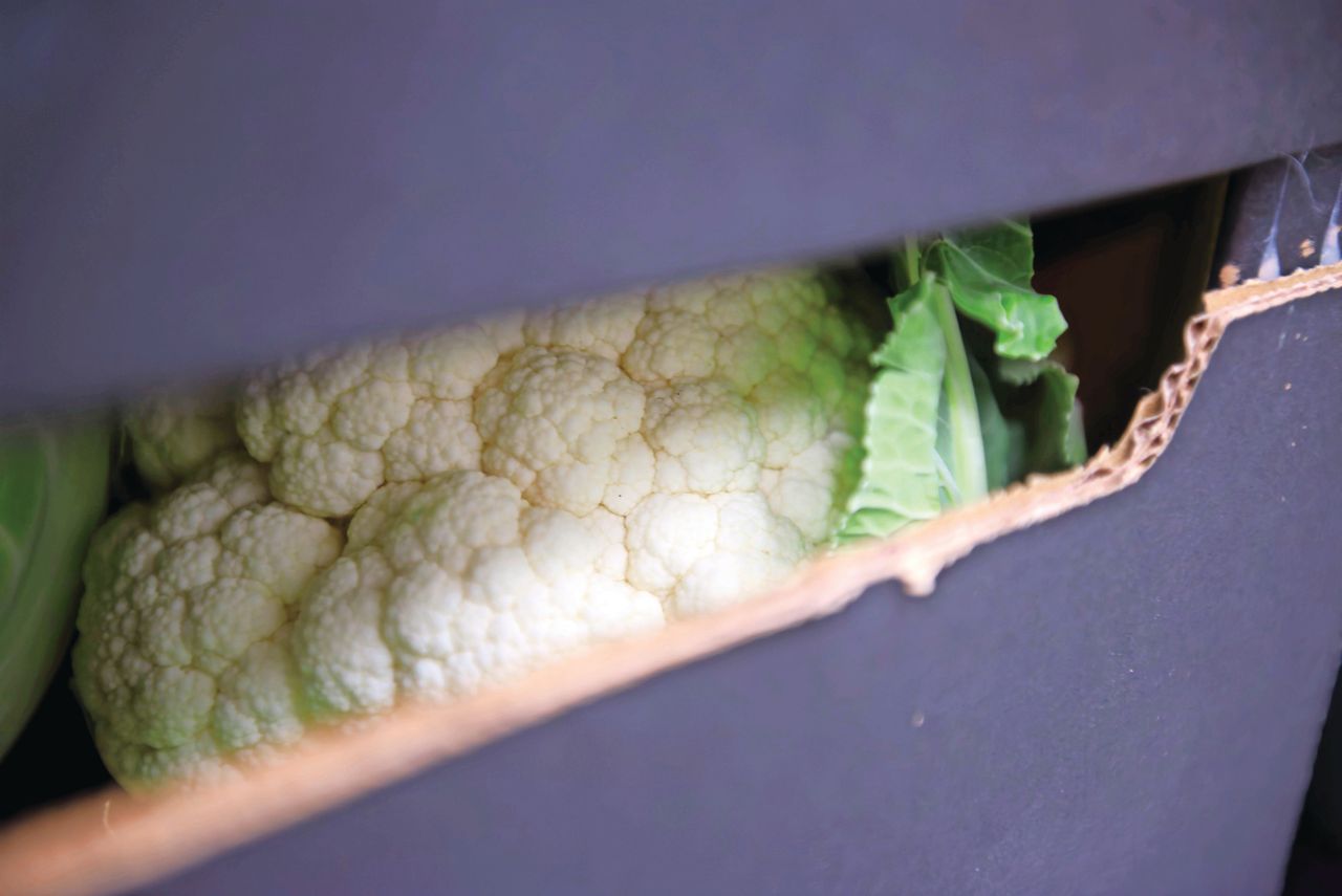 Het programma richt zich onder meer op de ontwikkeling van klimaatbestendige bloemkool voor subtropische klimaten. Foto: Lex Salverda