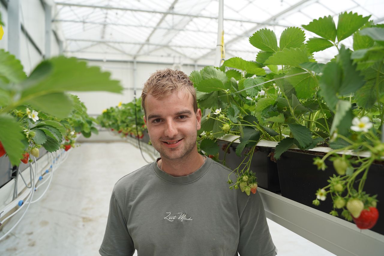 Arjan Lokker (23) runt samen met zijn ouders Anton en Corina een veelzijdig land- en tuinbouwbedrijf in Den Bommel (Z-H). Naast 20 hectare akkerbouw (aardappelen, graan bieten), teelt het bedrijf diverse groenten (onder andere bloemkool, spitskool, rode kool en andijvie), bestemd voor de eigen landwinkel. Daarnaast teelt het bedrijf aardbeien (1.300 m² onder glas en 1.000 m² op stellingen) waarvan de oogst volledig aan huis – via de landwinkel en aardbeien-drive-in - wordt verkocht. Naast het eigen bedrijf heeft Lokker ook nog een fulltime baan bij een loonbedrijf in de buurt. – Foto: Bayer Cropscience