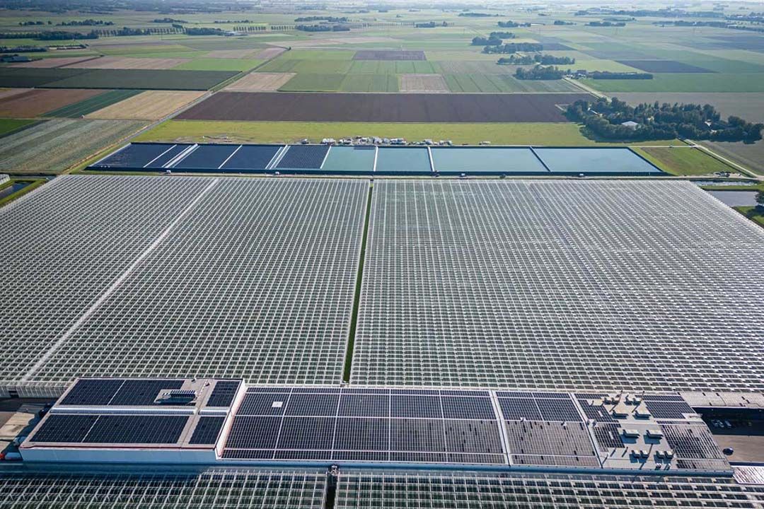 Paprikakwekerij Hoogweg heeft geen vergunning voor de Wet natuurbescherming nodig. - Foto: Andrea van Schaik Fotografie